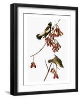 Audubon: Bobolink-John James Audubon-Framed Giclee Print