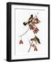 Audubon: Bobolink-John James Audubon-Framed Giclee Print
