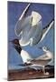 Audubon Bonaparte's Gull Bird Art Poster Print-null-Mounted Poster