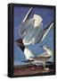 Audubon Bonaparte's Gull Bird Art Poster Print-null-Framed Poster