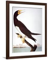 Audubon: Booby-John James Audubon-Framed Giclee Print