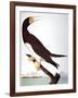 Audubon: Booby-John James Audubon-Framed Giclee Print