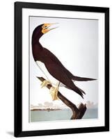 Audubon: Booby-John James Audubon-Framed Giclee Print