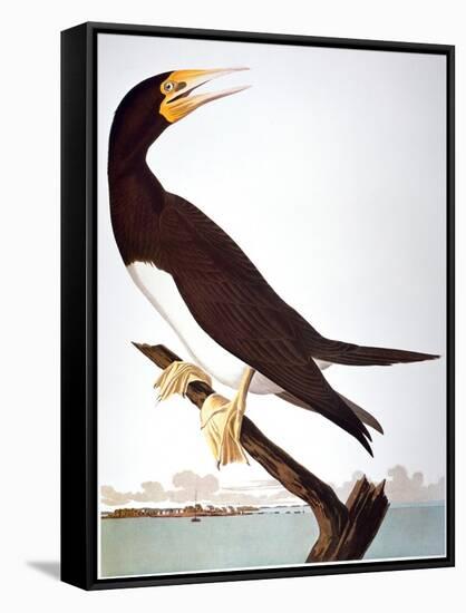 Audubon: Booby-John James Audubon-Framed Stretched Canvas
