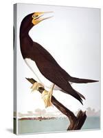 Audubon: Booby-John James Audubon-Stretched Canvas