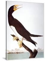 Audubon: Booby-John James Audubon-Stretched Canvas