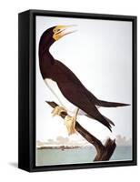 Audubon: Booby-John James Audubon-Framed Stretched Canvas
