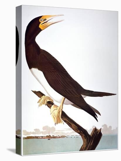 Audubon: Booby-John James Audubon-Stretched Canvas