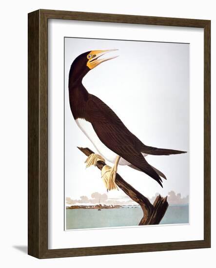 Audubon: Booby-John James Audubon-Framed Giclee Print