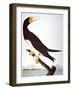 Audubon: Booby-John James Audubon-Framed Giclee Print