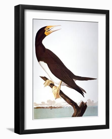 Audubon: Booby-John James Audubon-Framed Giclee Print