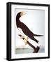 Audubon: Booby-John James Audubon-Framed Giclee Print