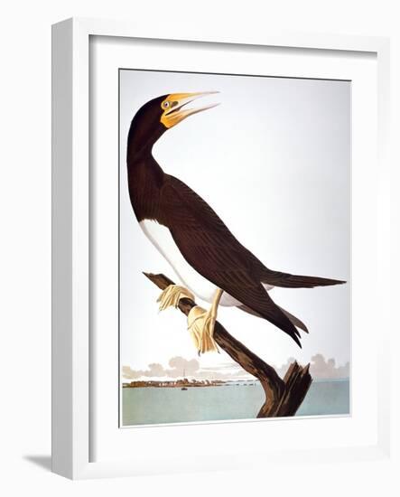 Audubon: Booby-John James Audubon-Framed Giclee Print