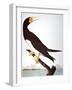 Audubon: Booby-John James Audubon-Framed Giclee Print