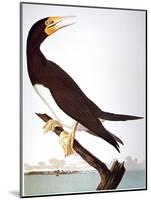 Audubon: Booby-John James Audubon-Mounted Giclee Print