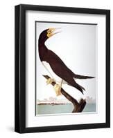 Audubon: Booby-John James Audubon-Framed Premium Giclee Print