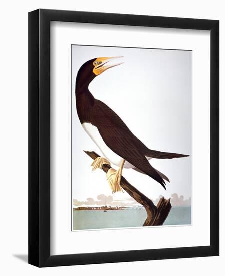 Audubon: Booby-John James Audubon-Framed Premium Giclee Print