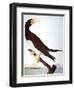 Audubon: Booby-John James Audubon-Framed Premium Giclee Print