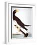 Audubon: Booby-John James Audubon-Framed Premium Giclee Print