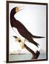 Audubon: Booby-John James Audubon-Framed Giclee Print