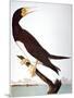 Audubon: Booby-John James Audubon-Mounted Giclee Print