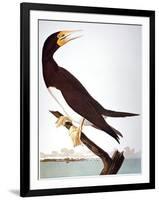 Audubon: Booby-John James Audubon-Framed Giclee Print