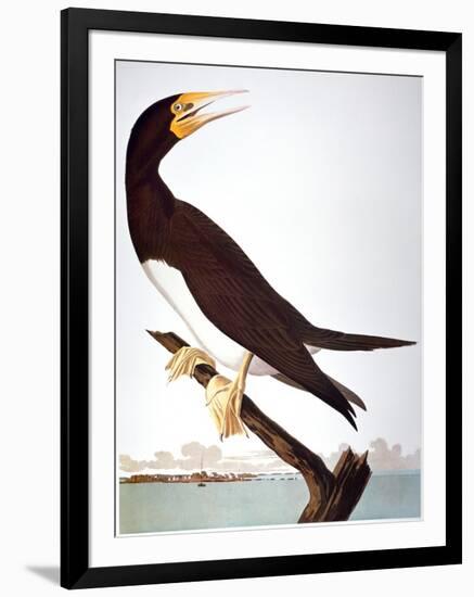 Audubon: Booby-John James Audubon-Framed Giclee Print