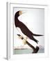 Audubon: Booby-John James Audubon-Framed Giclee Print