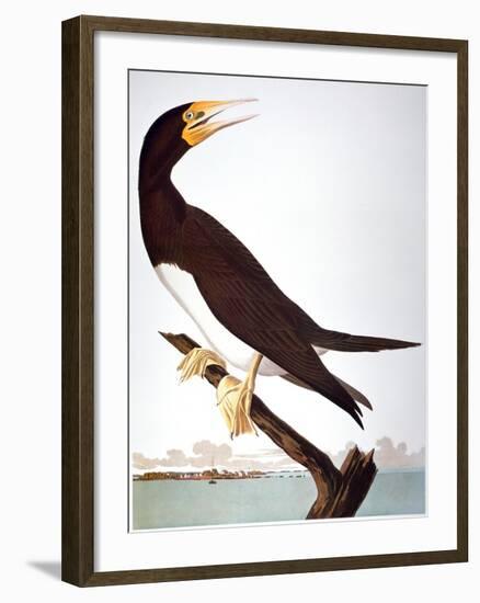 Audubon: Booby-John James Audubon-Framed Giclee Print