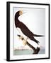 Audubon: Booby-John James Audubon-Framed Giclee Print