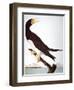 Audubon: Booby-John James Audubon-Framed Giclee Print