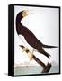 Audubon: Booby-John James Audubon-Framed Stretched Canvas