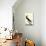Audubon Brown Booby Bird Art Poster Print-null-Poster displayed on a wall