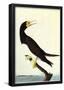 Audubon Brown Booby Bird Art Poster Print-null-Framed Poster