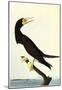 Audubon Brown Booby Bird Art Poster Print-null-Mounted Poster