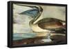 Audubon Brown Pelican Bird Art Poster Print-null-Framed Poster