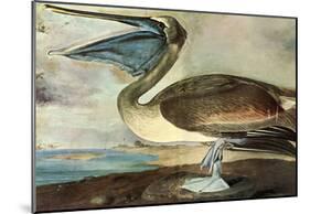 Audubon Brown Pelican Bird Art Poster Print-null-Mounted Poster