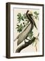 Audubon Brown Pelican-Stellar Design Studio-Framed Art Print