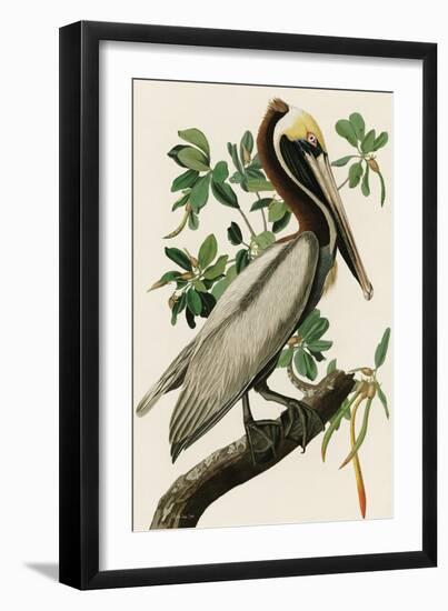 Audubon Brown Pelican-Stellar Design Studio-Framed Art Print