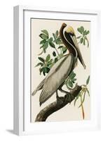 Audubon Brown Pelican-Stellar Design Studio-Framed Art Print