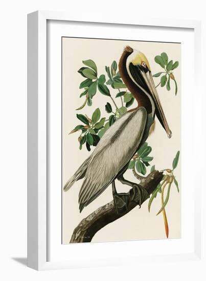 Audubon Brown Pelican-Stellar Design Studio-Framed Art Print