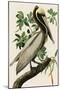 Audubon Brown Pelican-Stellar Design Studio-Mounted Art Print