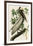 Audubon Brown Pelican-Stellar Design Studio-Framed Art Print