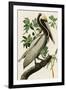 Audubon Brown Pelican-Stellar Design Studio-Framed Art Print