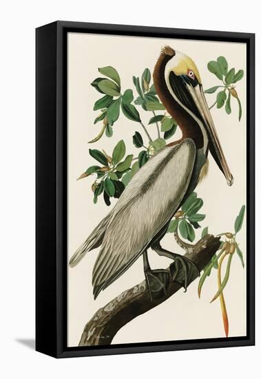 Audubon Brown Pelican-Stellar Design Studio-Framed Stretched Canvas