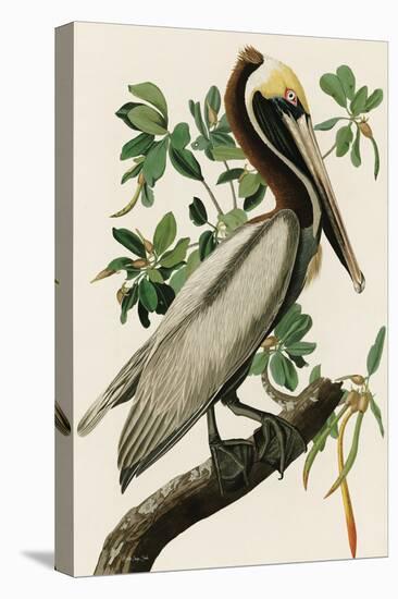 Audubon Brown Pelican-Stellar Design Studio-Stretched Canvas