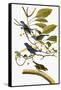 Audubon: Bunting, 1827-38-John James Audubon-Framed Stretched Canvas