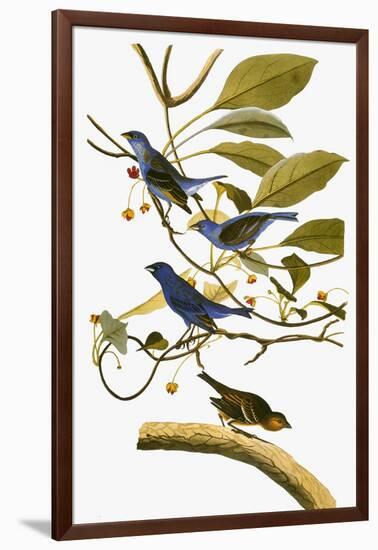 Audubon: Bunting, 1827-38-John James Audubon-Framed Giclee Print