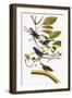 Audubon: Bunting, 1827-38-John James Audubon-Framed Giclee Print