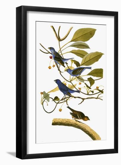 Audubon: Bunting, 1827-38-John James Audubon-Framed Giclee Print